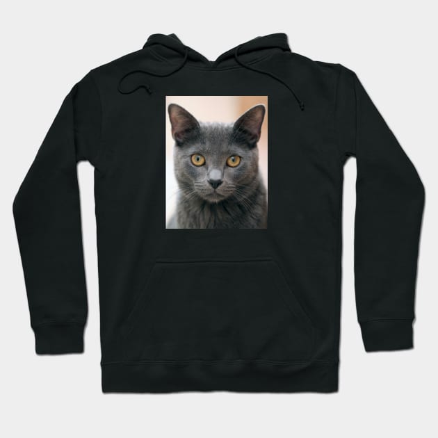 Russian Blue Cat Hoodie by Kelly Louise Art